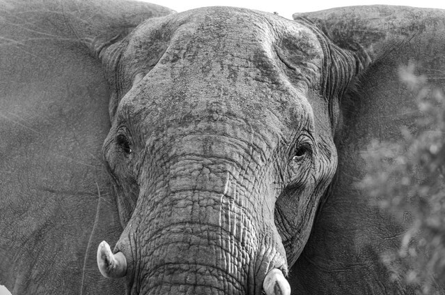 Elephant in Kruger Park South Africa